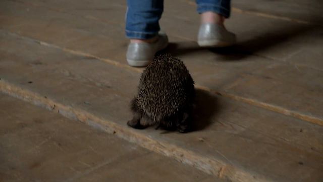 Я/МЫ Зелёные. Тизер второго выпуска смотреть онлайн