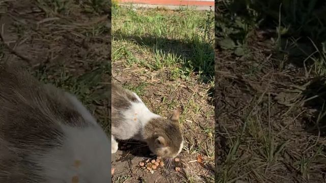 Кормлю уличного кота