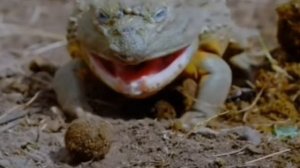 Monster FROG ? Гигантская Африканская Роющая лягушка, которая может прожить до 45 лет