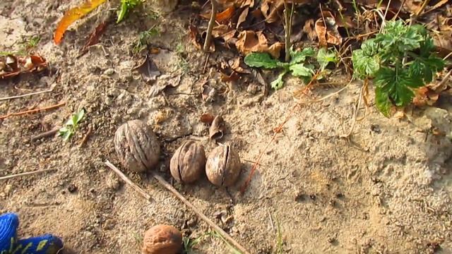 Грецкий орех Кадлубицкий. Обзор сеянцев. смотреть онлайн