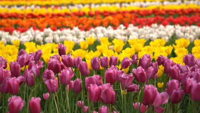 Meditation Music with Tulip Gardens • Soothing Music for Relaxation, Spa, Yoga and Meditation смотреть онлайн