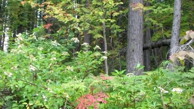 АВГУСТ в ЛЕСУ смотреть онлайн