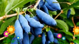 Жимолость съедобная Роксана. Краткий обзор, описание характеристик lonicera edulis Roksana