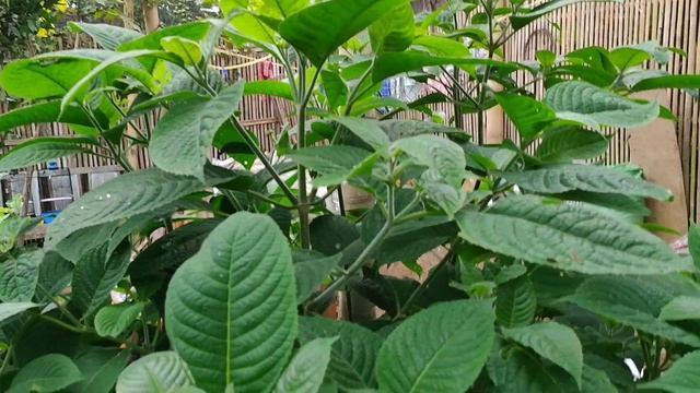 SOSOK TRICHANTHERA GIGANTEA TANAMAN LEGUM JENIS BARU смотреть онлайн