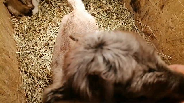 Я родился🐐 /+ 2 смотреть онлайн