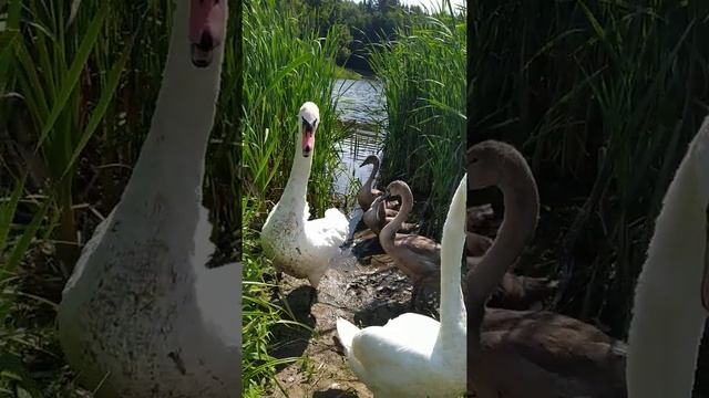 в семье лебедей птенцы подросли смотреть онлайн