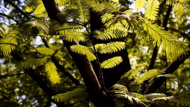 nikon1 J5 4k video test смотреть онлайн