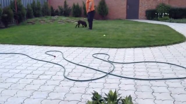 Курцхаару 3 Мес . Первый Выход На Улицу смотреть онлайн