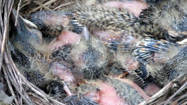 Дрозды кормят птенцов, Белобровик смотреть онлайн