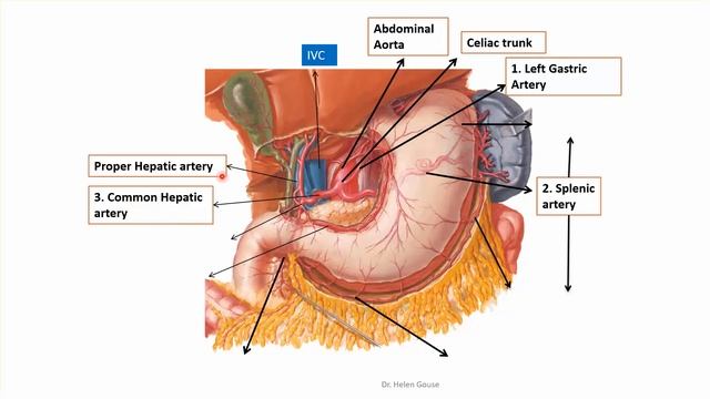 Gastrointestinal tract (GIT) blood supply in 9 minutes! смотреть онлайн