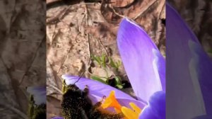 По всем законам аэродинамики шмель не может  летать. Но шмель об этом не  знает и летает.