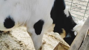 ДЛЯ БЫСТРОГО РОСТА БЫЧКОВ. РАЦИОН КОРМЛЕНИЯ ТРЁХМЕСЯЧНЫХ БЫЧКОВ