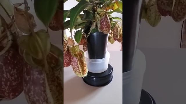 La giostra carnivora "Nepenthes x hookeriana". смотреть онлайн