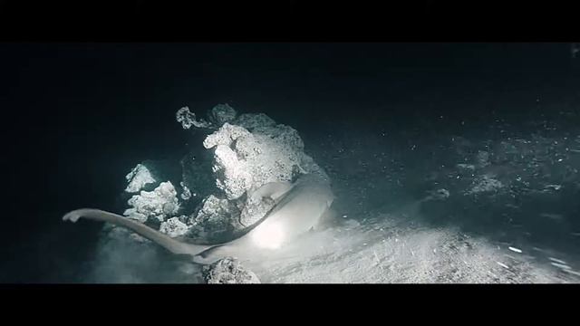 Maldives-Space shark смотреть онлайн