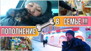 ВЛОГ! Купили щенка Йоркширского терьера//Дети в восторге//Едем домой через Зоомагазин//Простая жизнь