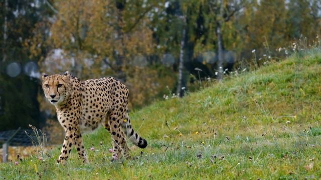 Animal Planet - Spectacular Wildlife Cinematography With Inspiring Music