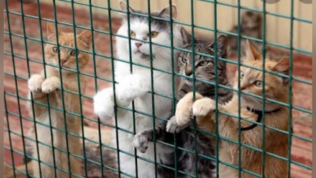 Сколько удивительных профессий востребовано в Бельгии | Мой личный опыт Belgium amazing profession смотреть онлайн