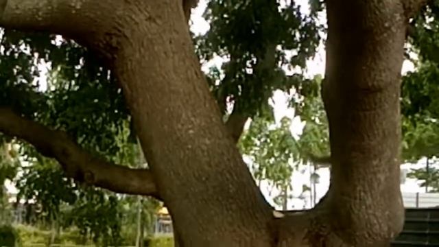 Singaporean squirrel. 2.Кормление бЕлок! смотреть онлайн