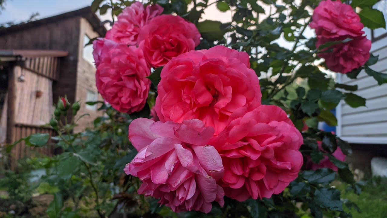 Розы первого года посадки. Розариум Ютерсен смотреть онлайн
