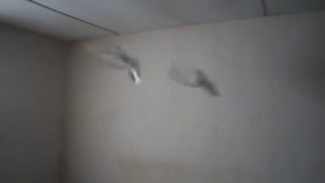 Turkse takla duiven / БОЙНЫЕ ГОЛУБИ ТАКЛА (Валерий Ореховский , Оренбург, Россия ) смотреть онлайн