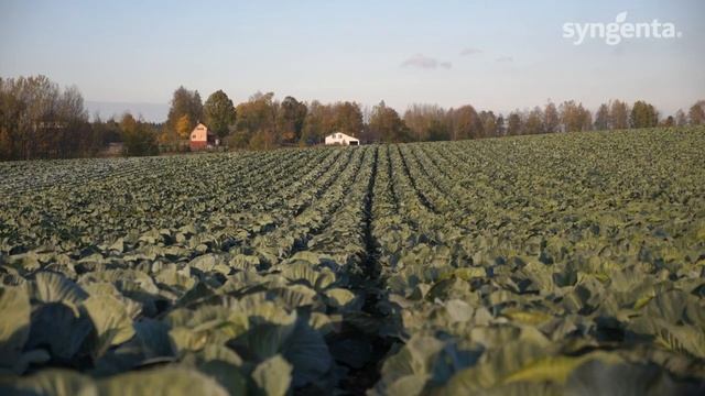 Лексикон F1 - высокоурожайный пластичный гибрид капусты от Сингента. смотреть онлайн