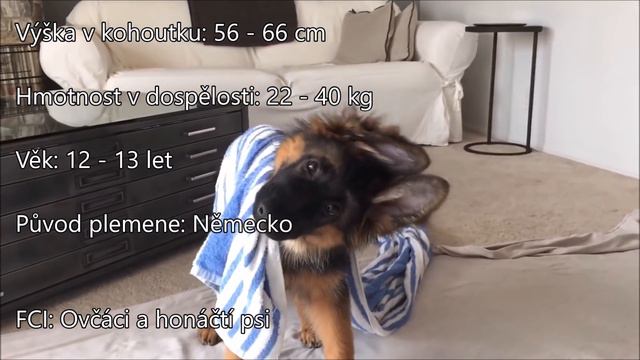 Top 10 Nejinteligentnějších psů смотреть онлайн