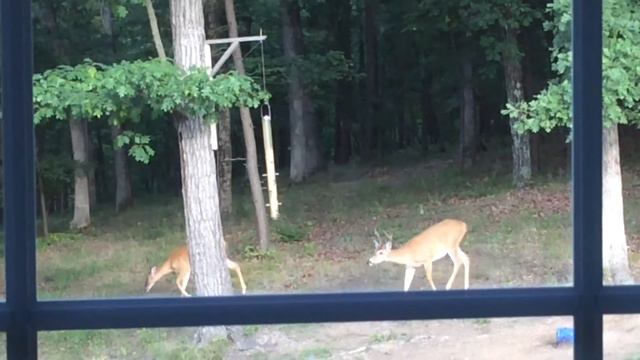 Elizabeth Ellis: A Sense of Place смотреть онлайн