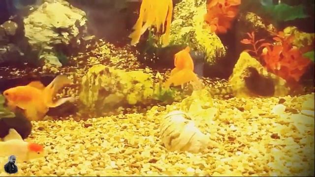 Красивая и спокойная музыка для души смотреть онлайн