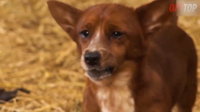 Попробуй НЕ ЗАПЛАКАТЬ! ? Топ 25 Моментов Встречи Животных с Хозяевами После Долгой Разлуки смотреть онлайн