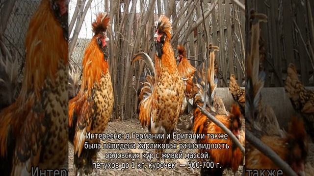 Орловские куры смотреть онлайн