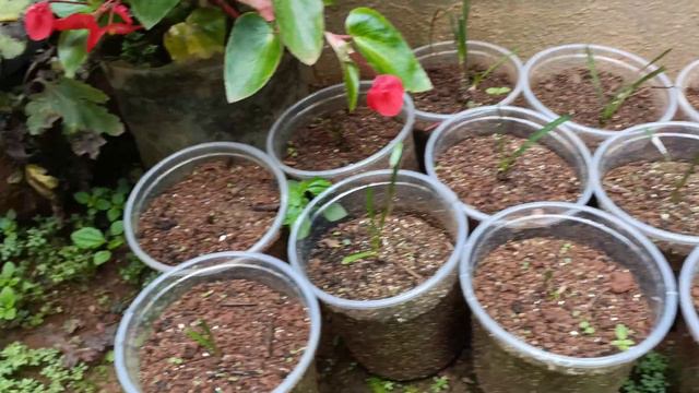 Rain lilly update | 7-8 days after sowing | rain lilly care | exotic plants | rain lilly bulb | Ka1 смотреть онлайн