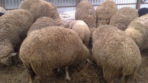 Кормление овец в домашних условиях | Детальный рацион питания овец в разные периоды | Овцеводство