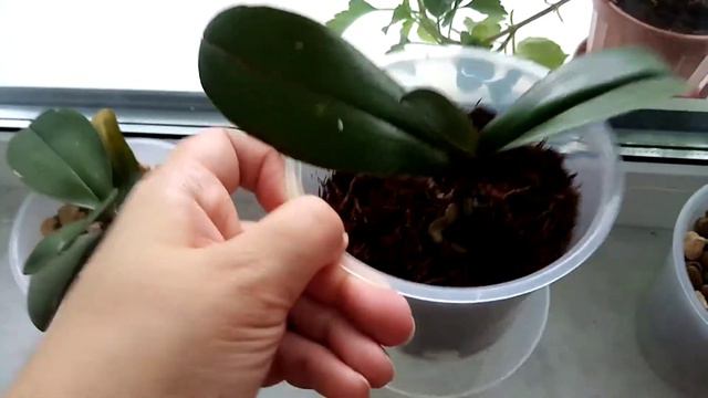 Моя коллекция орхидей смотреть онлайн