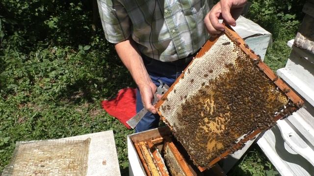 ЗАСЕВ В ОТВОДКАХ И КАК ИЗБЕЖАТЬ ТРУТОВКИ. смотреть онлайн