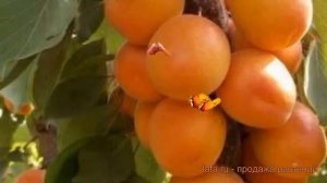 Абрикос обыкновенный Алеша (abrikos-obyknovennyy-alesha) ? обзор: как сажать, саженцы абрикоса Алеш