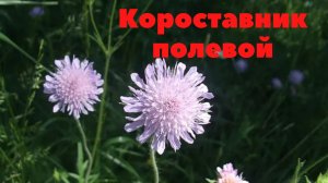 Короставник полевой. Является лекарственным растением.