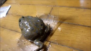 Мимишная крикливая возмущенная жаба)