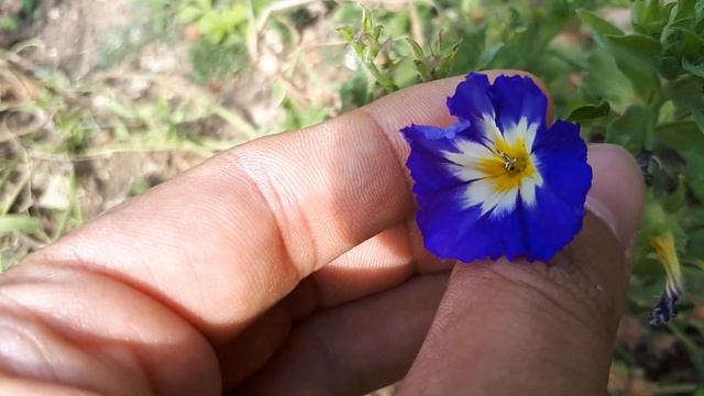 Convolvulus tricolor - grow & care (Dwarf morning-glory) смотреть онлайн