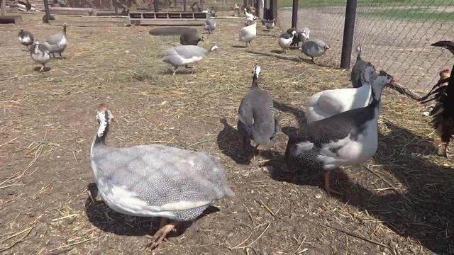 Beautiful guinea fowl. Красивые цесарки. смотреть онлайн