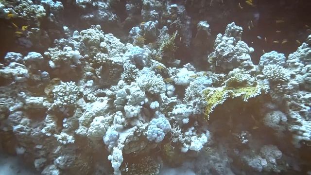 Scuba diving, Red Sea, Egypt Hurghada 2022 смотреть онлайн