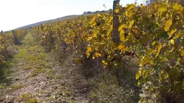 Анапа,10.10.21,собираем виноград. смотреть онлайн