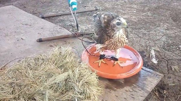 Nestling northern goshawk first bathed/птенец ястреба тетеревятника впервые купается