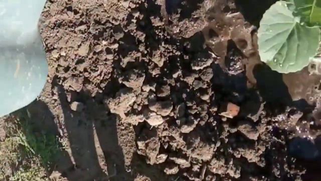 Натуральная подкормка капусты смотреть онлайн