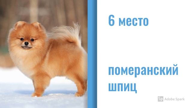 Топ 10 самых популярных пород собак смотреть онлайн