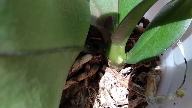 СДЕЛАЙ орхидеи ТАК! ЦВЕТОНОСЫ ЛЕЗУТ ИЗ ПАЗУХ, корни БУШУЮТ! ПОЧЕМУ цветут КАК БЕШЕНЫЕ орхидеи! смотреть онлайн