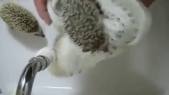 Как помыть ёжика смотреть онлайн