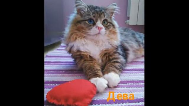 Кто ты по знаку зодиака из котиков смотреть онлайн