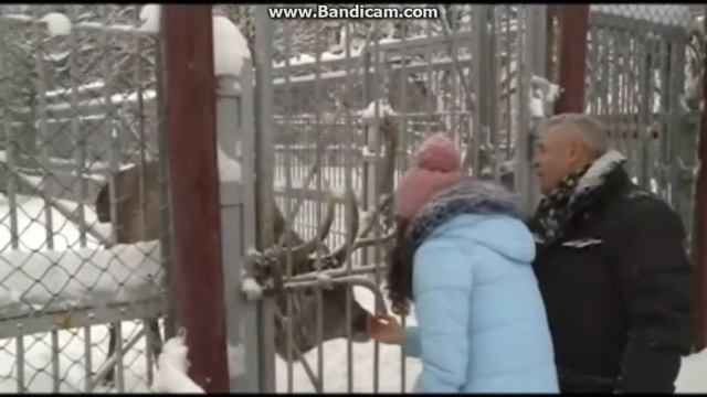 Могилевский зоосад слишком много хвостов Беларусь 2,Малиновский Георгий Николавевич директор зоосад смотреть онлайн