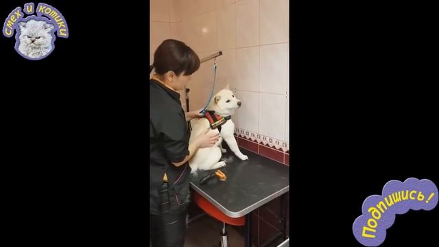 Парикмахер Успокаивает Собаку Которая Боится Стричься смотреть онлайн