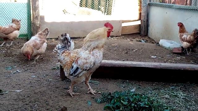 В вольере у Царскосельской породной группы кур!! Полностью ей доволен!! смотреть онлайн